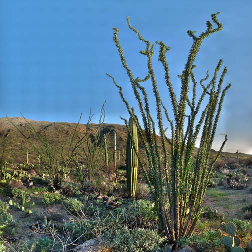 Ocotillo, Saguaro National Park, Arizona, March 19, 2010